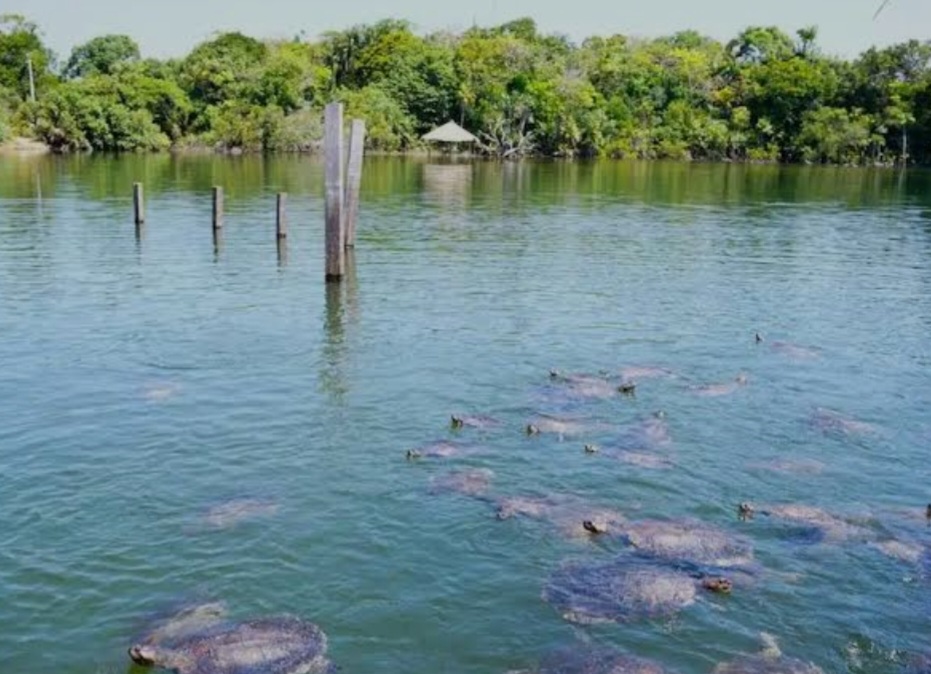 Tartarugas de água doce